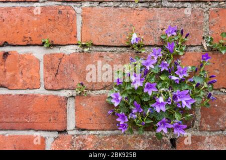 Campanula portenschlagiana, dalmatinische Glockenblume wächst in einer Ziegelmauer in einem Stadtzentrum. England, GB, Großbritannien Stockfoto