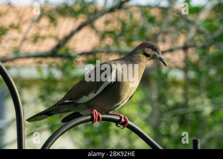 Weißflügeltaube (Zenaida asiatica) auf einem schwarzen Schäferhaken in einem Garten im Hinterhof, Stuart, Florida, USA Stockfoto