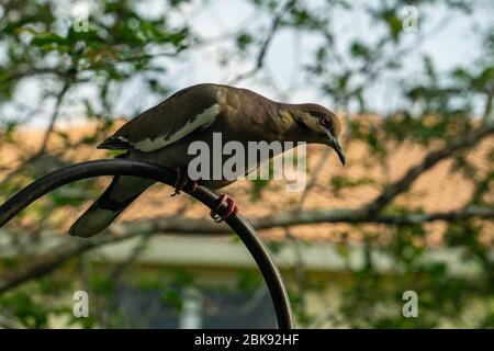 Weißflügeltaube (Zenaida asiatica) auf einem schwarzen Schäferhaken in einem Garten im Hinterhof, Stuart, Florida, USA Stockfoto