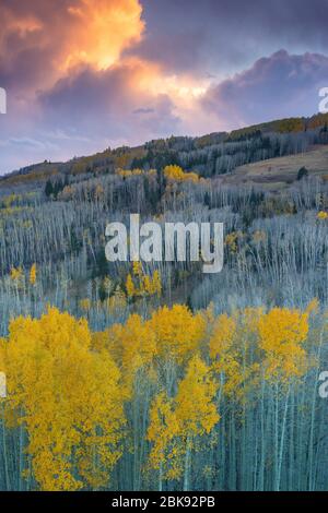 Sonnenuntergang, Aspen, Populus tremuloides, Boulder Mountain, Dixie National Forest, Utah Stockfoto