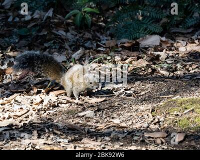 Pallas-Eichhörnchen, Callosciurus erythraeus, jagt entlang des Waldbodens in einem japanischen Wald nach Nahrung. Ursprünglich aus anderen Teilen Südostasiens, Stockfoto