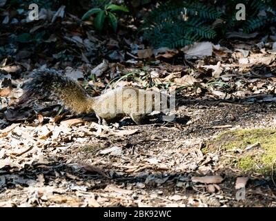 Pallas-Eichhörnchen, Callosciurus erythraeus, jagt entlang des Waldbodens in einem japanischen Wald nach Nahrung. Ursprünglich aus anderen Teilen Südostasiens, Stockfoto