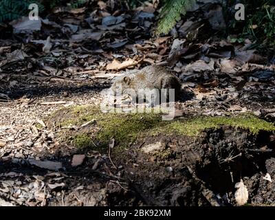 Pallas-Eichhörnchen, Callosciurus erythraeus, jagt entlang des Waldbodens in einem japanischen Wald nach Nahrung. Ursprünglich aus anderen Teilen Südostasiens, Stockfoto