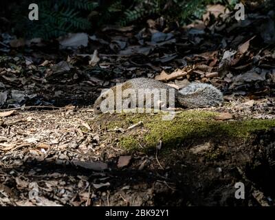 Pallas-Eichhörnchen, Callosciurus erythraeus, jagt entlang des Waldbodens in einem japanischen Wald nach Nahrung. Ursprünglich aus anderen Teilen Südostasiens, Stockfoto