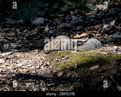 Pallas-Eichhörnchen, Callosciurus erythraeus, jagt entlang des Waldbodens in einem japanischen Wald nach Nahrung. Ursprünglich aus anderen Teilen Südostasiens, Stockfoto