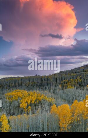 Sonnenuntergang, Aspen, Populus tremuloides, Boulder Mountain, Dixie National Forest, Utah Stockfoto