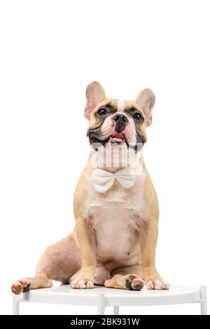Französische Bulldogge sitzt auf dem Tisch warten, von dem Besitzer isoliert auf weißem Hintergrund, Haustier und Tier Konzept essen Stockfoto