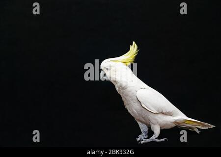 Schwefel Crested Cockatoo posiert isoliert auf schwarz. Stockfoto