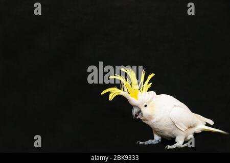 Schwefel Crested Cockatoo posiert isoliert auf schwarz. Stockfoto