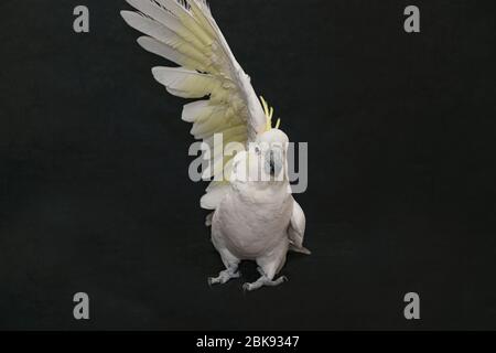 Schwefel Crested Cockatoo posiert isoliert auf schwarz. Stockfoto