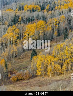 Aspen, Engleman Fichte, Picea englemanii, Dixie National Forest, Utah Stockfoto