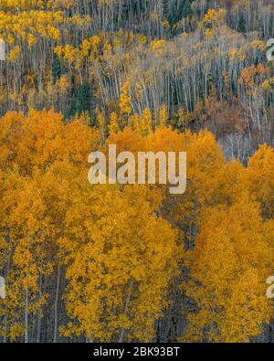 Aspen, Populus tremula, Boulder Mountain, Dixie National Forest, Utah Stockfoto