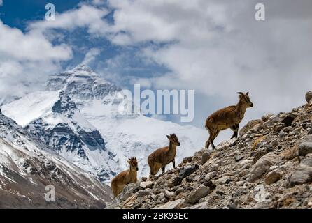 Peking, China. April 2020. Blaue Schafe werden im Nationalen Naturschutzgebiet Mount Qomolangma im Südwesten Chinas Tibet Autonome Region gesehen, 29. April 2020. Kredit: Purbu Zhaxi/Xinhua/Alamy Live News Stockfoto