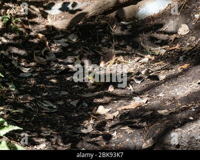 Eine rotschnabelige Leiothrix, Leiothrix lutea, steht auf dem Waldboden, während sie nach Nahrung sucht. Oft als Pekin Robin oder eine chinesische oder japanische Nacht Stockfoto