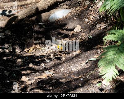 Eine rotschnabelige Leiothrix, Leiothrix lutea, steht auf dem Waldboden, während sie nach Nahrung sucht. Oft als Pekin Robin oder eine chinesische oder japanische Nacht Stockfoto