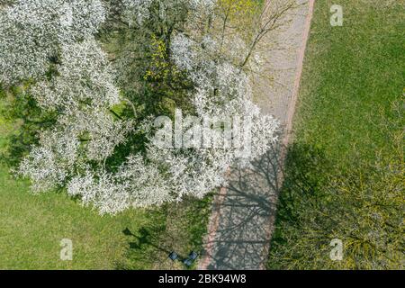 Luftaufnahme von oben nach unten auf blühende Kirschbäume im Stadtpark an sonnigen Frühlingstag Stockfoto