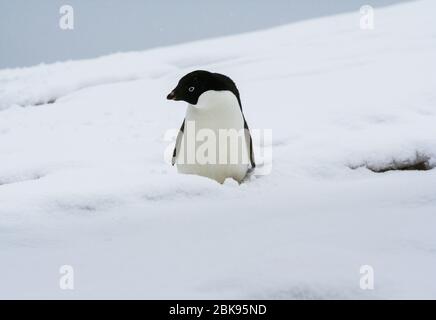 Adelie-Pinguin auf einem Schneefeld auf Winter Island, Antarktis Stockfoto