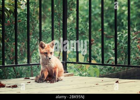 Red Fox (Vulpes vulpes) Kit spielen und erkunden an einem Frühlingsnachmittag, mit einem Blatt in den Mund, Virginia, USA, Nordamerika, Farbe Stockfoto