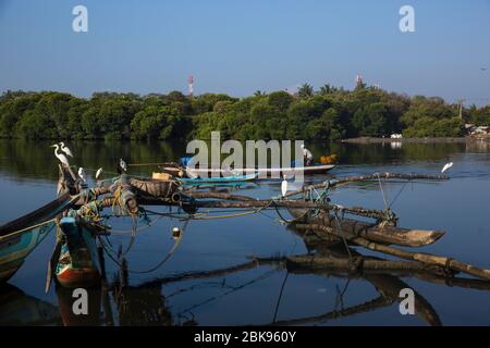 Große Reiher suchen Nahrung im verschmutzten Wasser der Negombo Lagune in Negombo in Sri Lanka. Stockfoto