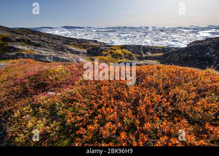 Blühende Tundrapflanzen, Grönland Stockfoto