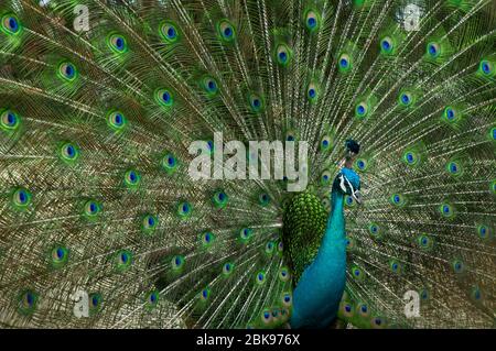 Pfau mit Schnabel und schönem Schwanz. Stockfoto