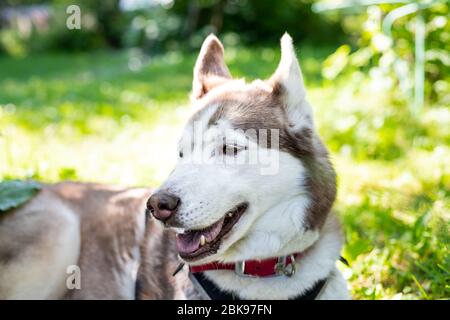 Porträt von glücklichen und schönen beige und weißen Hund Rasse sibirischen Husky mit tonque hängen im Gras an sonnigen Sommertag liegen. Hund spielen Stockfoto