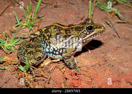 Ein Kap-Flussfrosch (Amietia fuscigula), der in natürlichem Lebensraum, Südafrika, sitzt Stockfoto