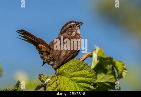 Ein Song Spatz ' Melospiza melodia ' singt für einen Partner. Stockfoto