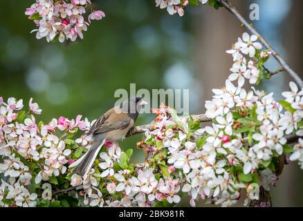 Ein Junco ' Junco hyemalis ' bereitet sich darauf vor, von seinem Barsch in einem blühenden Kirschbaum abzufliegen. Stockfoto