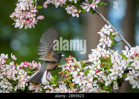 Ein Junco ' Junco hyemalis ' bereitet sich darauf vor, von seinem Barsch in einem blühenden Kirschbaum abzufliegen. Stockfoto