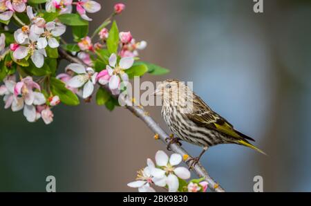 Die Kiefernsiiskin ' Spinus pinus ' steht auf dem Zweig des blühenden Kirschbaums. Stockfoto