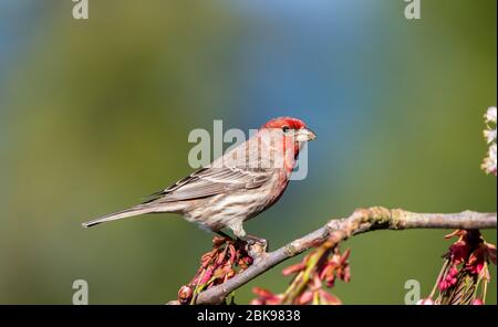 Ein Hausfink ' Haemorhous mexicanus ' sitzt auf einem blühenden Kirschbaumzweig, der nach einem Partner sucht. Stockfoto