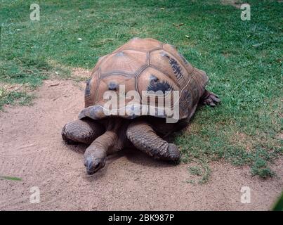 Aldabra Schildkröte (Aldabrachelys gigantea) auf grünem Gras mit Sand Stockfoto