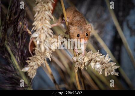 Eine kleine Erntemaus, Micromys minutus, nach vorne gerichtet. Es balanciert auf einem Ähren von Mais Stockfoto