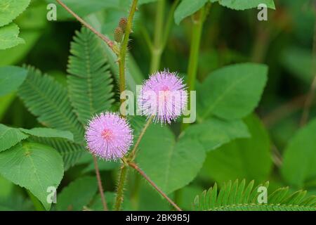 Rosa Mimosa pudica Blume auf grünen Blättern Stockfoto