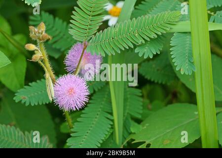 Nahaufnahme der rosa Mimosa pudica Blume Stockfoto