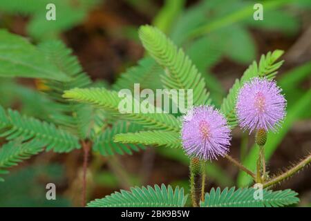 Mimosa pudica blüht am Morgen Stockfoto