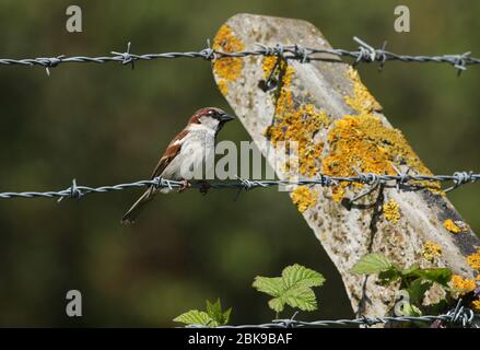 Ein männlicher Haussparrow, Passer domesticus, auf einem Stacheldrahtzaun. Stockfoto