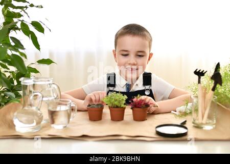 Das Kind wächst und pflegt Mikrogrüns. Der Junge sieht mit Freude und einem Lächeln auf die aufsteigenden Sprossen. Stockfoto