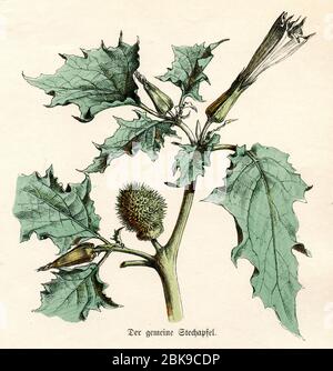 Jimsonweed / Datura stramonium / Stechapfel (Bilderbuch, ca. 1910) Stockfoto