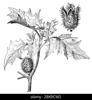 Jimsonweed / Datura stramonium / Stechapfel (Botanik-Buch, 1909) Stockfoto