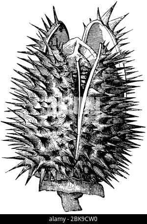 Jimsonweed / Datura stramonium / Stechapfel (Botanik-Buch, 1875) Stockfoto
