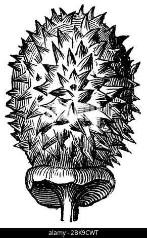 Jimsonweed / Datura stramonium / Stechapfel (Gesundheitsbuch, 1887) Stockfoto