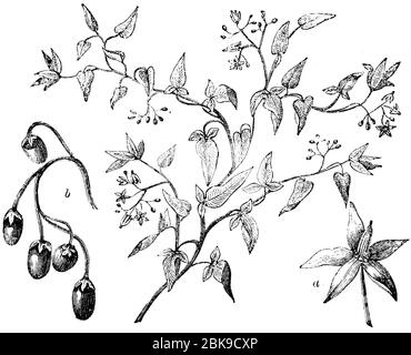 Bittersüße / Solanum dulcamara / Bittersüßer Nachtschatten (Enzyklopädie, 1893) Stockfoto