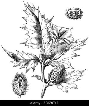 Jimsonweed / Datura stramonium / Stechapfel (Enzyklopädie, 1893) Stockfoto
