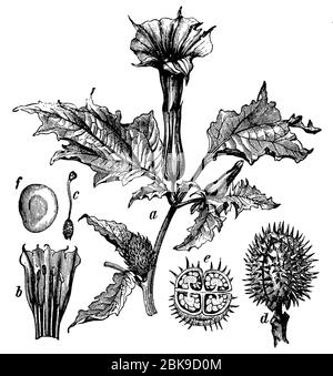 Jimsonweed / Datura stramonium / Stechapfel (Botanik-Buch, 1898) Stockfoto