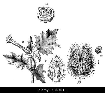 Jimsonweed / Datura stramonium / Stechapfel (Enzyklopädie, 1890) Stockfoto