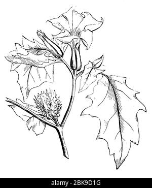 Jimsonweed / Datura stramonium / Stechapfel (, ) Stockfoto