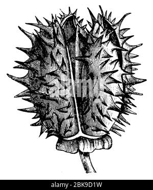 Jimsonweed / Datura stramonium / Stechapfel (Botanik-Buch, 1897) Stockfoto