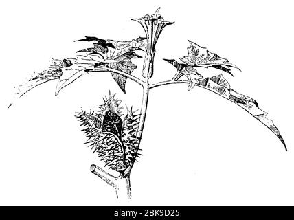 Jimsonweed / Datura stramonium / Stechapfel (, ) Stockfoto